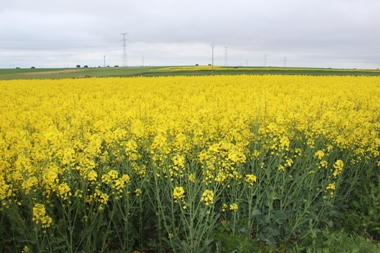Campo de colza en plena floración en el páramo de Torija-Brihuega (Guadalajara) el día 29-04-2016
